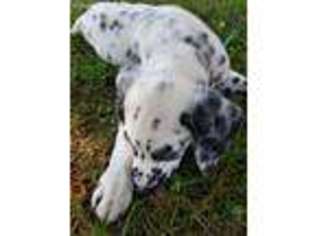 Dalmatian Puppy for sale in Boston, MA, USA