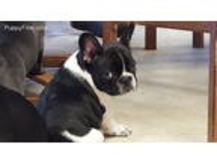 French Bulldog Puppy for sale in Nebraska City, NE, USA