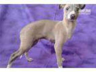 Italian Greyhound Puppy for sale in Edinburg, TX, USA