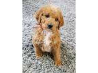 Labradoodle Puppy for sale in Nampa, ID, USA