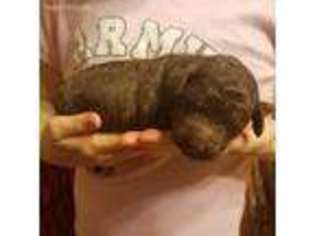 Labradoodle Puppy for sale in Cleveland, TN, USA