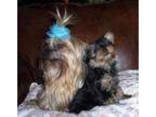 Yorkshire Terrier Puppy for sale in TRYON, OK, USA
