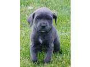 Cane Corso Puppy for sale in Gerrardstown, WV, USA
