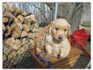 Golden Retriever Puppy for sale in ALBION, PA, USA