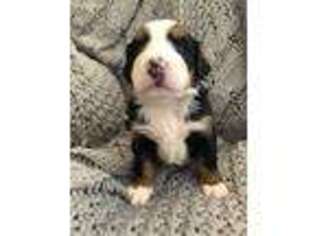 Bernese Mountain Dog Puppy for sale in Hillsville, VA, USA
