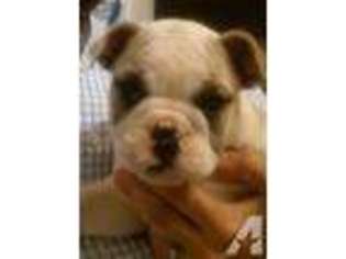 Bulldog Puppy for sale in SALT LICK, KY, USA