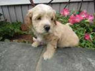 Cavapoo Puppy for sale in Jackson, MI, USA