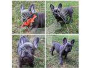 French Bulldog Puppy for sale in Miller, MO, USA