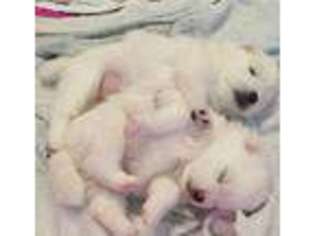 American Eskimo Dog Puppy for sale in Arcanum, OH, USA
