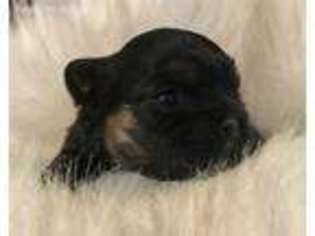 Shorkie Tzu Puppy for sale in Winchendon, MA, USA