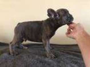 French Bulldog Puppy for sale in Paso Robles, CA, USA
