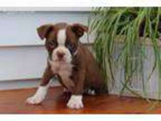 Boston Terrier Puppy for sale in Rochester, IN, USA