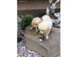 Mutt Puppy for sale in Jamestown, KY, USA