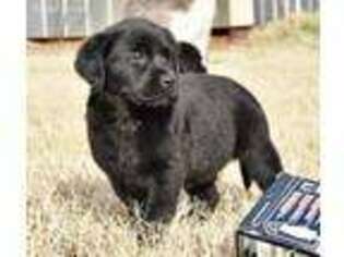 Labrador Retriever Puppy for sale in Lindsay, OK, USA