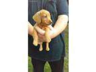 Dachshund Puppy for sale in Mansfield, AR, USA