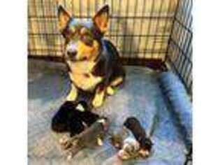 Pembroke Welsh Corgi Puppy for sale in Canton, TX, USA