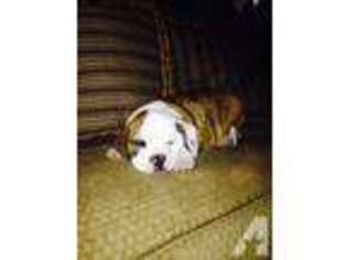Bulldog Puppy for sale in UNIONTOWN, PA, USA