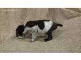 German Shorthaired Pointer Puppy for sale in Ulen, MN, USA