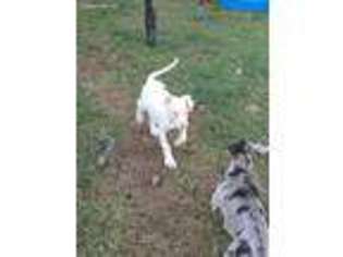 Great Dane Puppy for sale in Wylie, TX, USA