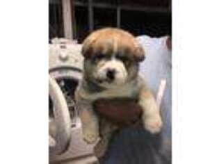 Akita Puppy for sale in Saint Louis, MO, USA