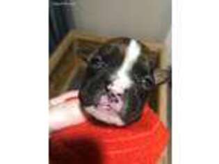 Boxer Puppy for sale in Pine Island, MN, USA
