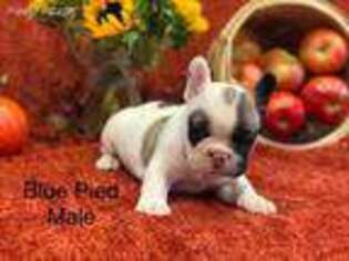 French Bulldog Puppy for sale in Eatonville, WA, USA