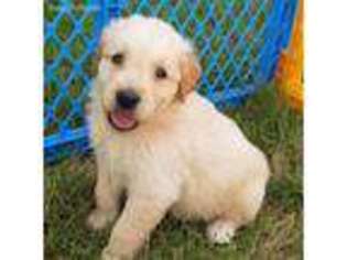 Golden Retriever Puppy for sale in Jefferson, OH, USA