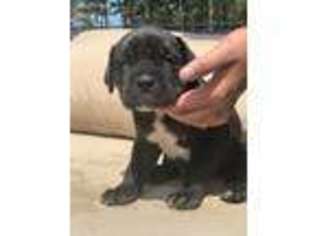 Cane Corso Puppy for sale in Plymouth, MA, USA