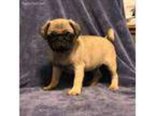 Pug Puppy for sale in JACKSON, TN, USA