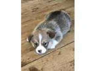 Pembroke Welsh Corgi Puppy for sale in West Gardiner, ME, USA