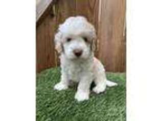 Labradoodle Puppy for sale in Hope Mills, NC, USA