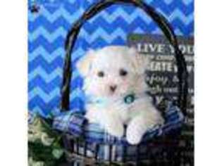 Maltese Puppy for sale in East Earl, PA, USA