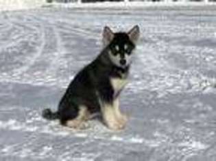 Alaskan Malamute Puppy for sale in Nappanee, IN, USA