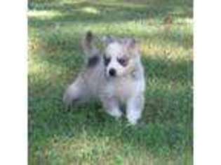 Alaskan Klee Kai Puppy for sale in Hiawassee, GA, USA