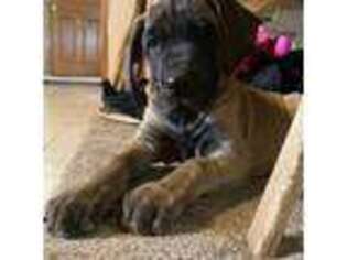 Great Dane Puppy for sale in Sunbury, PA, USA