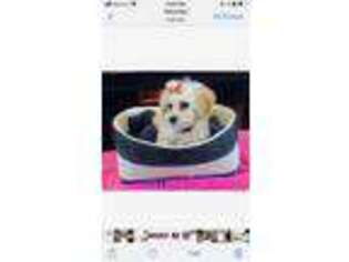 Mutt Puppy for sale in Piscataway, NJ, USA