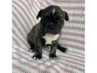 Boston Terrier Puppy for sale in Birmingham, AL, USA