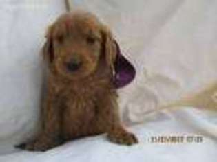 Goldendoodle Puppy for sale in Marshallville, OH, USA