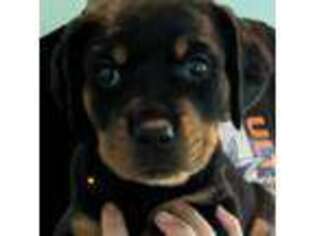 Rottweiler Puppy for sale in Deland, FL, USA