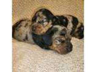 Dachshund Puppy for sale in Humphreys, MO, USA
