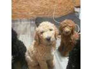 Labradoodle Puppy for sale in South Amboy, NJ, USA