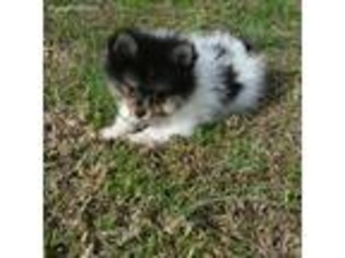 Pomeranian Puppy for sale in Central, SC, USA