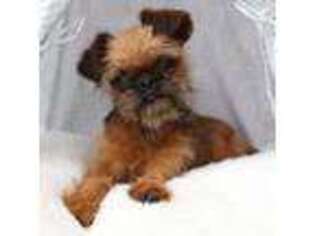Brussels Griffon Puppy for sale in Greenwich, OH, USA