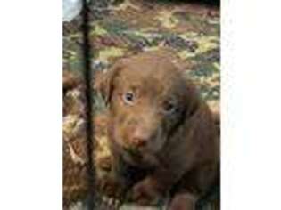 Labrador Retriever Puppy for sale in Providence, RI, USA