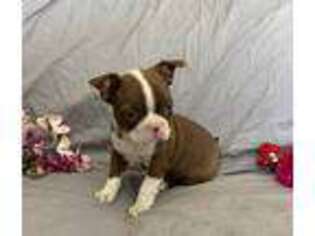 Boston Terrier Puppy for sale in New Holland, PA, USA