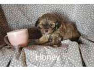 Mutt Puppy for sale in Grand Island, FL, USA