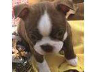 Boston Terrier Puppy for sale in Jones, OK, USA