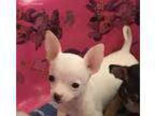 Chihuahua Puppy for sale in Loxahatchee, FL, USA
