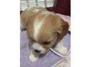 Cavachon Puppy for sale in Fayetteville, AR, USA