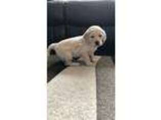 Goldendoodle Puppy for sale in Deer River, MN, USA